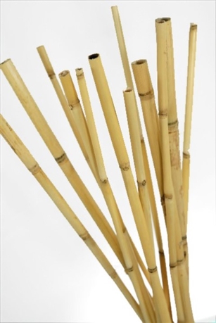 Tuteur bambou 18/20 mm x 240 cm - Plantes-et-Cie