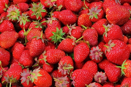 Fraisier à grosses fraises Fragaria ananassa 'Korona'