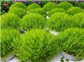 Sagina Subulata Green Moss Pot C2