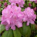 Rhododendron English Roseum 50 60 XXL Pot
