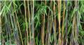 Fargesia nitida Great Wall 125 150 cm Pot P27 cm