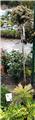 Viburnum tinus Tige +/- 120 cm Pot P38 cm