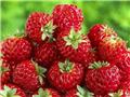Fraisier PURPLE FRESH - Framberry Pot P12 ** Original gout fraise et framboise **
