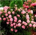 Rhododendron Scintillation 050 060 Pot C5