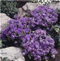 Rhododendron impeditum Purple Gem 20 30 cm Pot C7.5  ** Nain ** Plante forte