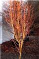 Acer palmatum Bi-Hoo 60 80 Pot P17-19