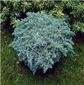 Juniperus squamata Blue Compact Pot C3L