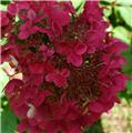 Hydrangea paniculata Wim s Red Pot C7.5Litres