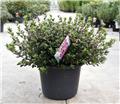 Azalea japonica Amoena 60 80 cm XXL Pot C15