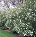 Viburnum lantana Mohican 125 150  Pot C25 Plante XXL