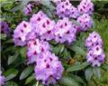 Rhododendron Blue Peter 50 60 xxl