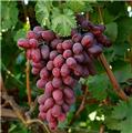 Vitis vinifera Red Ruby Pot C2  **Résistant aux maladies**