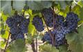 Vitis vinifera New York Muscat Pot C2.7L ** Très sucré - Résistant aux maladies **