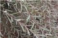 Salix purpurea Pendula Tige 100-120 cm Pot C15 * Saule pleureur nain **