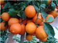 Citrus aurantifolia Lima Rossa sur tronc 50 60 cm  Pot P26cm ** Citronnier rouge