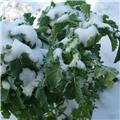 Brassica ol. ram. Daubenton Pot C 1.5L - Choux perpétuel