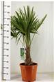 Trachycarpus Fortunei Pot P28 - C10L simple tronc +/- 30 cm