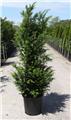 Taxus baccata 125 150 Pot ** Plante XL ** Se plante toute l´année