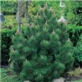Pinus leucodermis Compact Gem 40 60 Pot C18