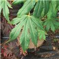 Acer pseudosieboldianum North Wind 125 150 Pot C12 ** Erable du Japon **