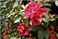 Camellia japonica Mark Alan Pot C5