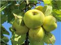 Pommier Pomme D´Or Demi Tige ** Variété très résistante - Pomme à cidre **
