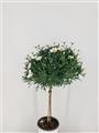 Chrysanthemum frutescens Variées tige 40 cm Pot P18 cm