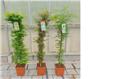 Acer palmatum Dissectum Emerald Lace 125+cm Pot C34 Litres**XTRA**