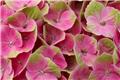 Hydrangea macrophylla Magical® Jewel ® Pot C5