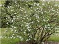 Viburnum burkwoodii Pot C5