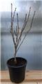 Prunus serrulata Amanogawa 60 80 cm Pot ** Bien ramifié **