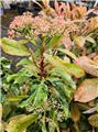 Photinia serratifolia Pink Crispy 060 080 cm Pot C10 ** Forte plante déjà taillée **