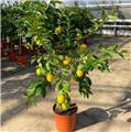 Citrus lemon Meyeri Buisson +/- 120 140 cm Pot P26 cm ** Citron jaune parfumé **