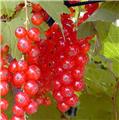 Groseillier Rosetta Pot C2.7 Litres ** Fruits rouge clair **