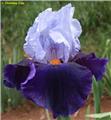 Iris germanica Chelsea Blue Pot C2.5L ** Bleu **