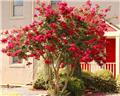 Lagerstroemia indica Red Rocket Pot C7.5L ** rouge **