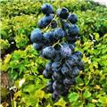 Vitis vinifera Muscat Bleu Garnier Pot C3 ** Très résistante aux maladies ** ** Greffé / pied américain **