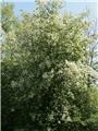 Prunus padus 60 80  cm JPL RN *** Remise importante à partir de 10 plantes **