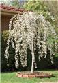 Prunus Snow Fountains Snofozam Haute Tige 12 14 Pot C35 * Tronc 180 cm