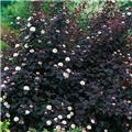 Physocarpus opulifolius Diabolo® C12