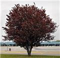 Prunus cerasifera Nigra Pissardii Buisson 100/+ Pot C10L