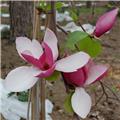 Magnolia loebneri Wildcat 100 125 Pot