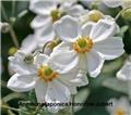 Anemone japonica Honorine Jobert Pot C3Litres