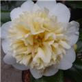 Camellia japonica Jurys Yellow Pot C5L