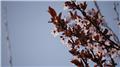 Prunus cerasifera Pissardii Demi Tige Pot 12 14 xxl