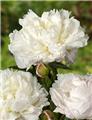 Paeonia lactiflora Shirley Temple Pot P12 cm  ** Pivoine Blanche très parfumée **