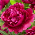Paeonia lactiflora Karl Rosenfield Pot P12-17 ** Rouge parfumée **