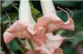 Brugmansia Datura Rose Pot 23 buisson