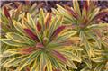 Euphorbia amygdaloides Ascott Rainbow P19