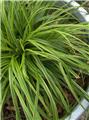 Carex everlime P17